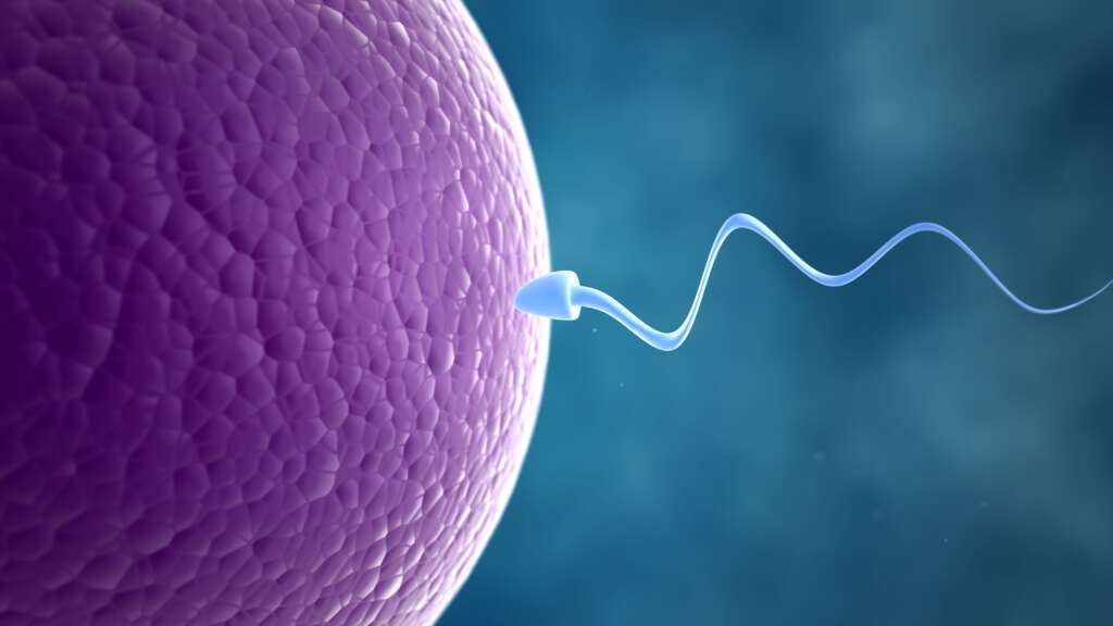 Common Causes Of Infertility