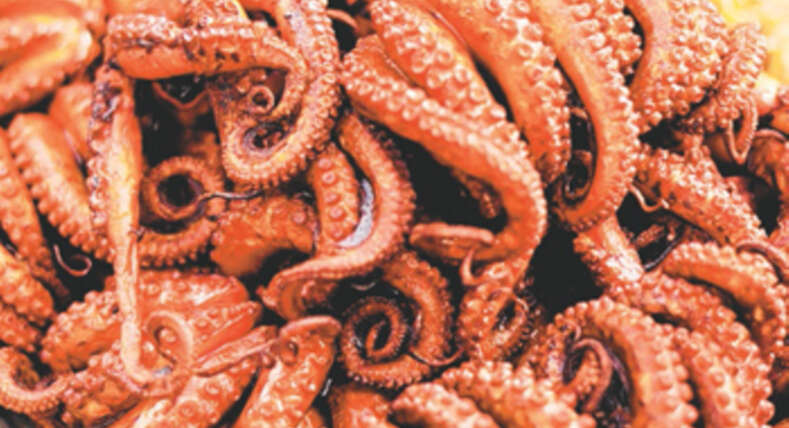 Octopus And Your Reproductive Health (Male And Female) 